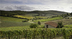 Chianti vineyards